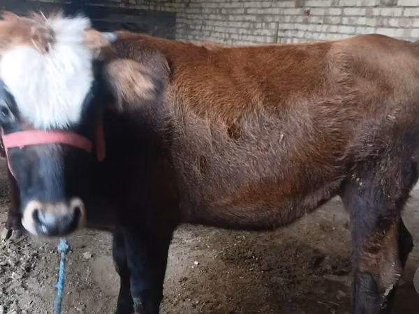 Cow, Kalmyk breed