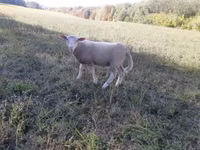 Kambing jantan, Sheep — foto 2