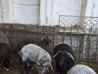 بز (گروه، جنسیت مشخص نشده), بز — عکس 8