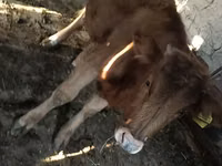 Krava, Swiss cattle — fotografija 2