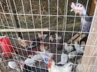 Chickens — Foto 3