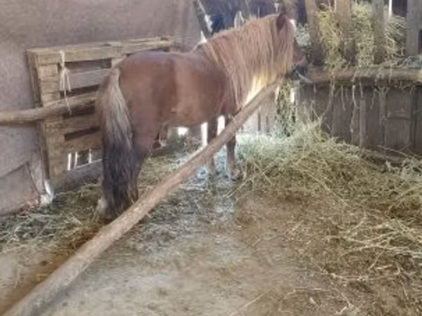 Horse (M), Horses