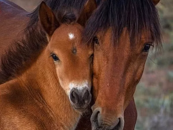 Mare, Horse breed