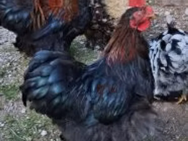 کوچین
