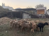 Ovca, Arashan sheep — fotografija 2