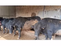 Toro, Aberdeen Angus — foto 6