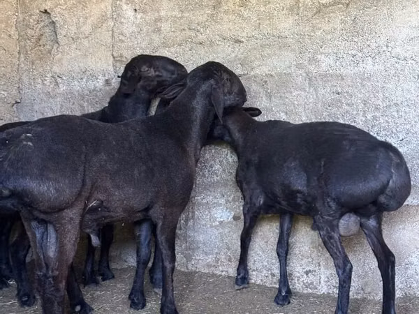 Ram, Sheep