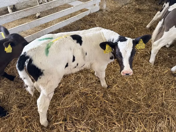 Bull, Russian Black pied cattle — Poland