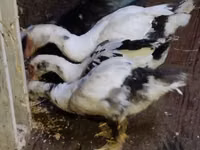 Ducks — عکس 2