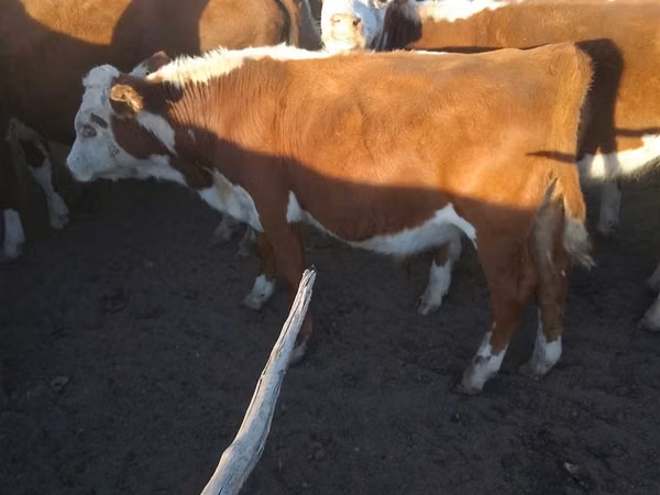 Bull, Simmental cattle — Kazakhstan