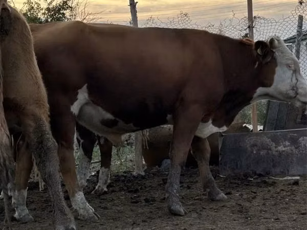 公牛, Simmental cattle — 哈萨克斯坦