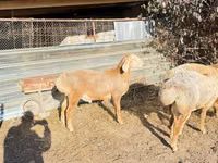 Vædder, Edilbay sheep — foto 8