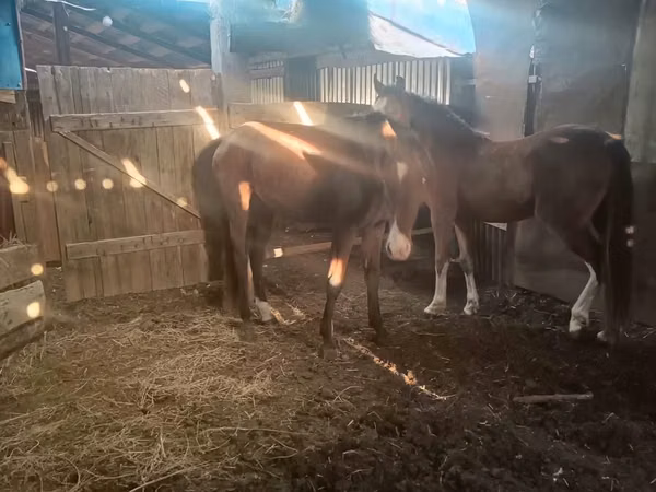 Mare, Horse breed — Kazakhstan