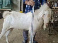 公山羊, Nubian Goat — 照片 1