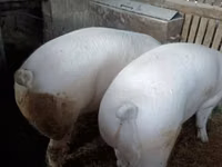 Boar — photo 3