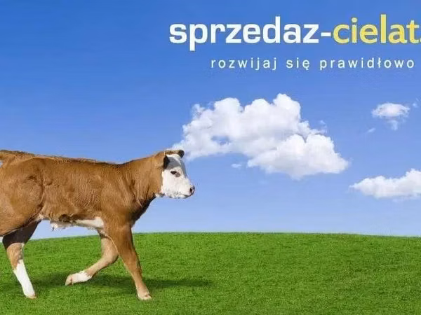 Banteng, Cattle