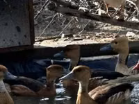 Geese — foto 2