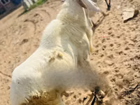 Vædder, Får — foto 1