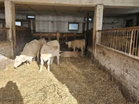 Гов, Charolais cattle — акс 6