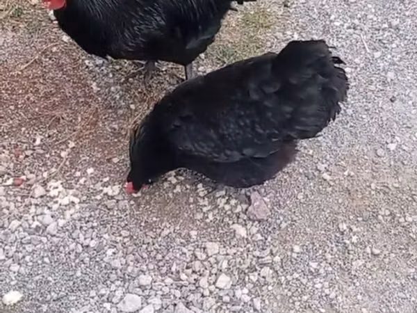 Chickens — جمهوری آذربایجان