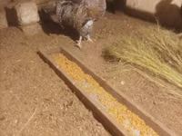 Chickens — عکس 2