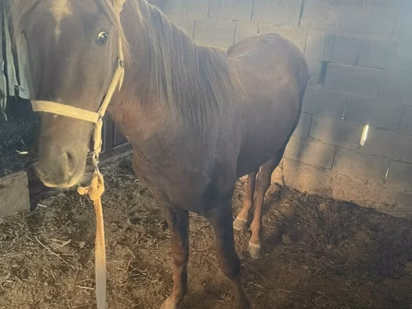 Horse (M), Horses — Kazakhstan