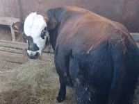Bull, Kazakh White-headed cow — photo 2