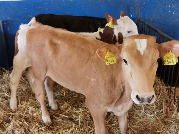 Bull, Simmental cattle
