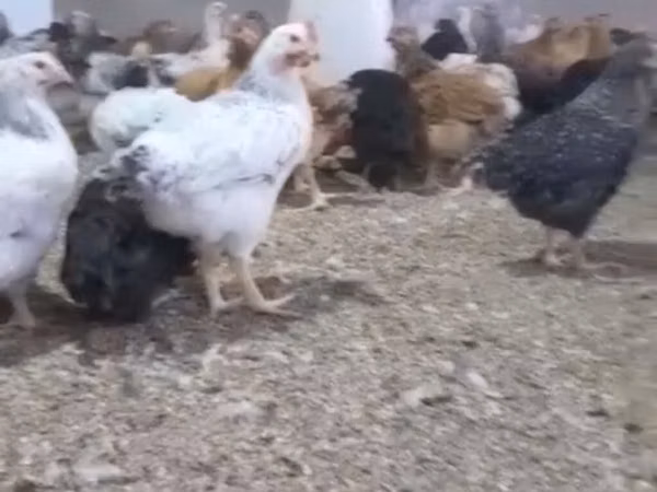 Chickens — Azerbaijan