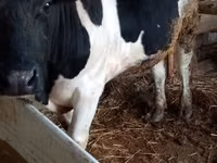 황소, Russian Black pied cattle — 사진 2