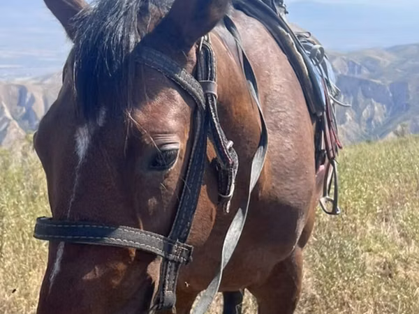 Horse (M), Horses — Kyrgyzstan