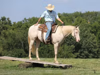 Horse (M), Quarter Horse — photo 7