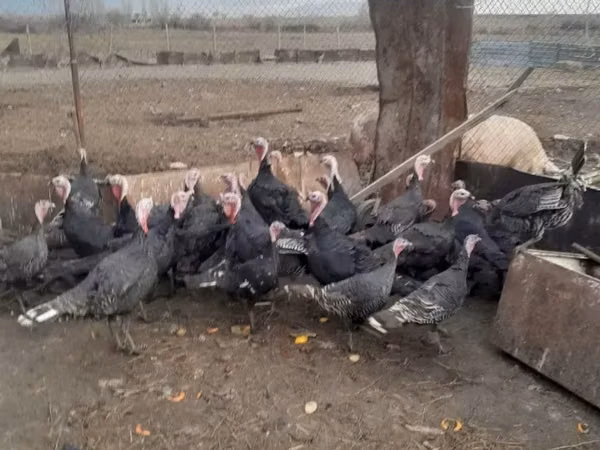 Turkeys — Armenia