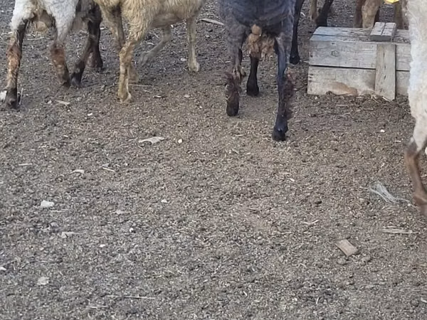 Ram, Sheep — Kazakhstan