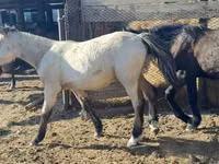 Horse (M), Horses — photo 1