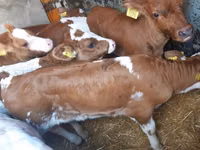 Lembu ternakan (lot, jantina tidak dinyatakan), Cattle — foto 3