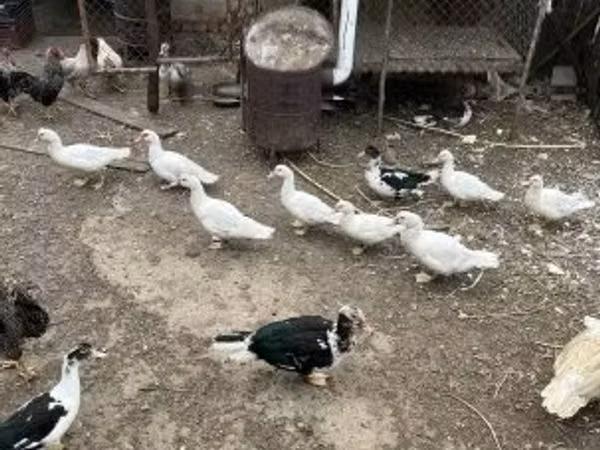 Ducks — Węgry