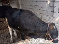 گاو ماده, گاو — عکس 4