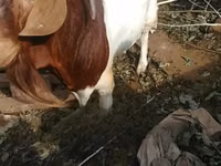 Այծեր (խումբ, սեռը նշված չէ), Boer goat — լուսանկար 2