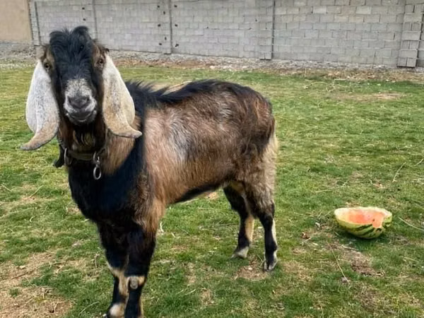 Jarac, Nubian Goat — Казахстан