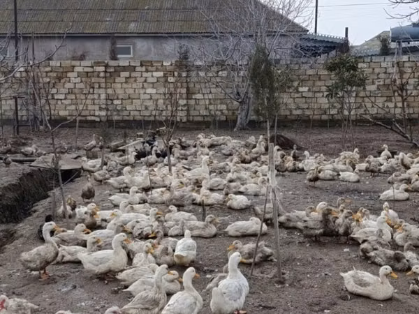 جرمن پکین — جمهوری آذربایجان