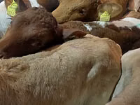 Bou, Bovine — foto 4