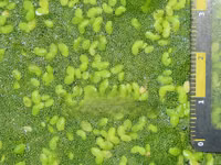 Fresh Azolla Mixed Duckweed Feed Only (Pigs, Ducks, Chicken, Fish Etc) — ፎቶ 2