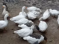 Geese — photo 2