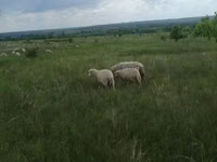 Kambing jantan, Merino sheep — foto 7