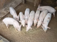 Boar, Pigs — photo 5