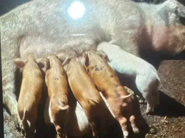 Sow, Pigs — Armenia