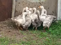 Geese — photo 2