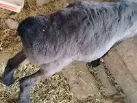 የጎትት አውራ በግ, Sheep — ፎቶ 2