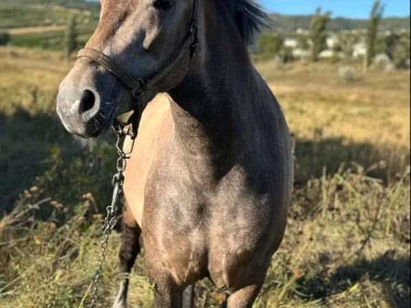 Mare, Horses — Moldova